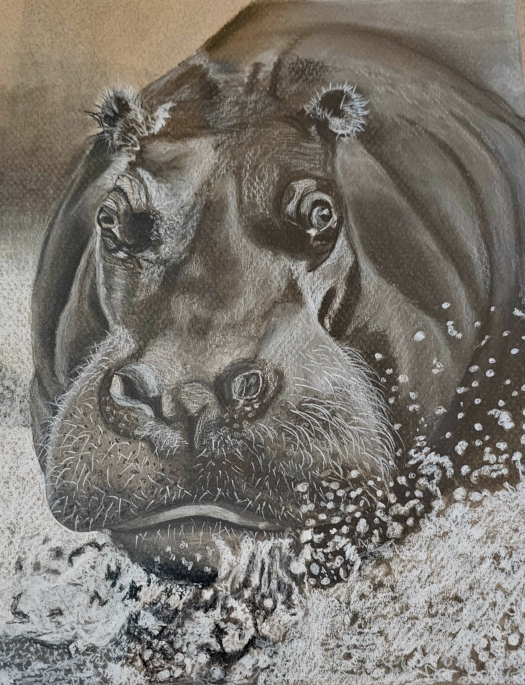Hippo