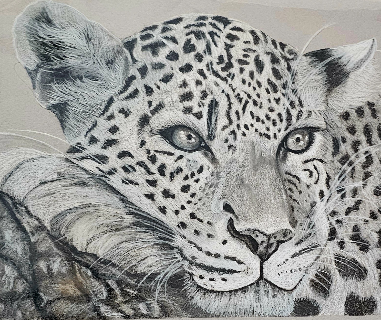 Leopard