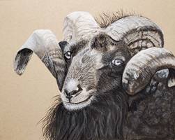 Ram