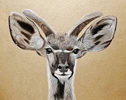 Young Kudu