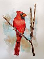 Cardinal