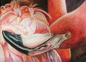 Flamingo