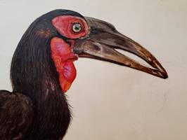Ground Hornbill