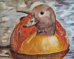 South African Shelduck