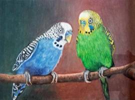 The Budgies