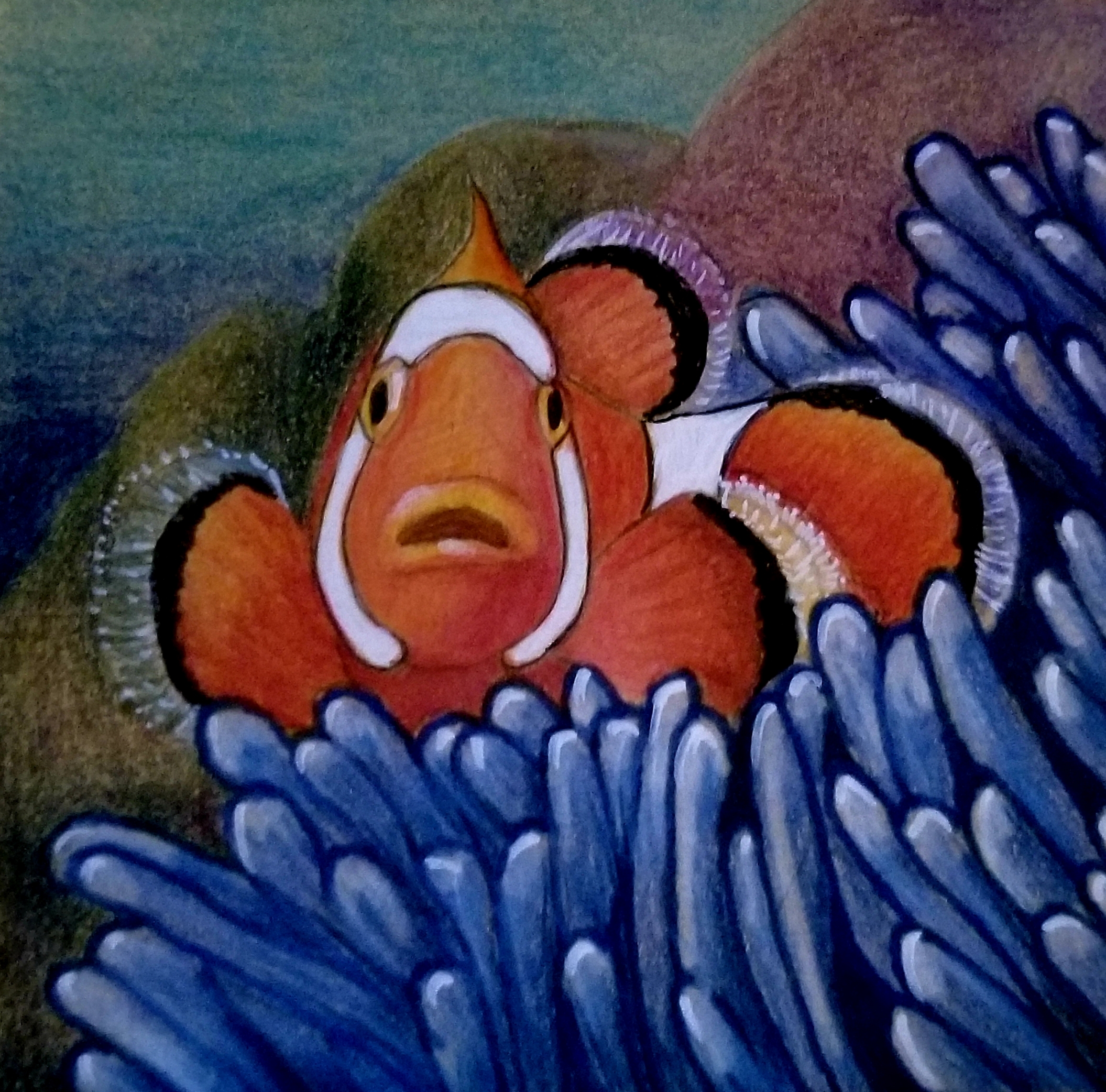 Clownfish