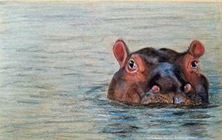 Hippo