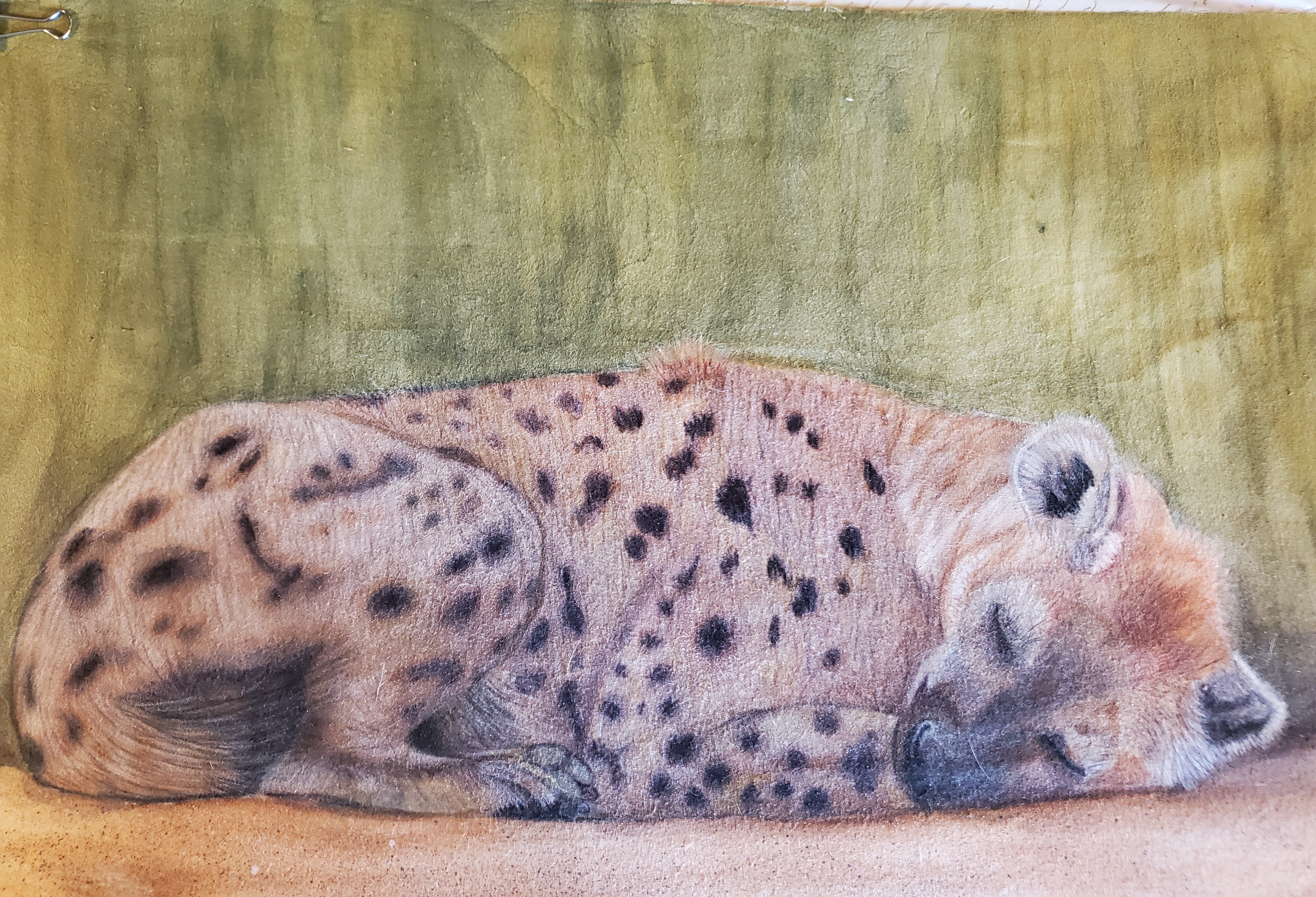 Sleeping Hyena