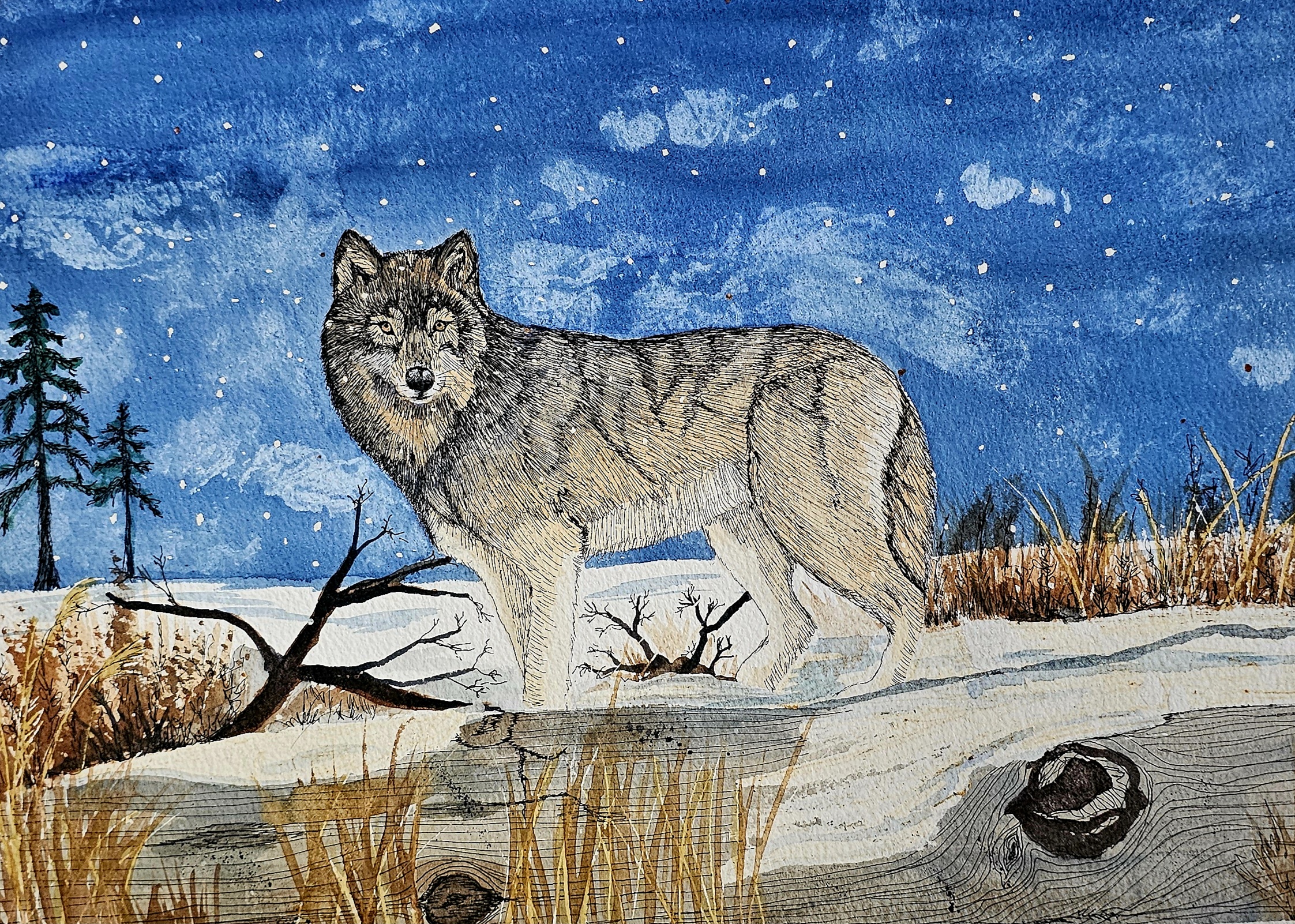 Snowy Wolf