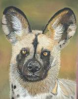 African Painted Dog