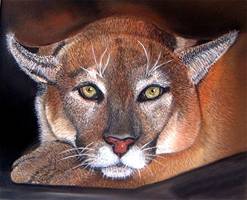 Cougar