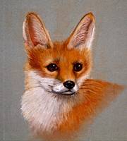 Fox Cub
