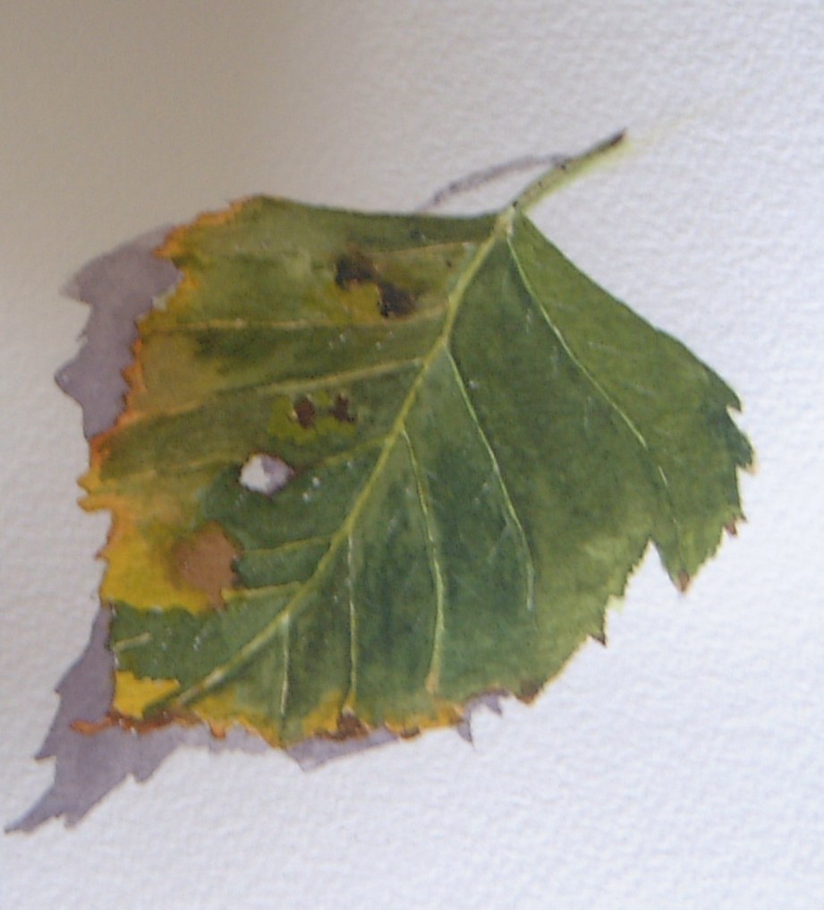 Birch Leaf