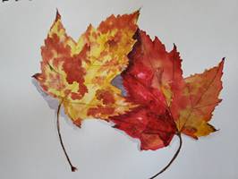 Leaves