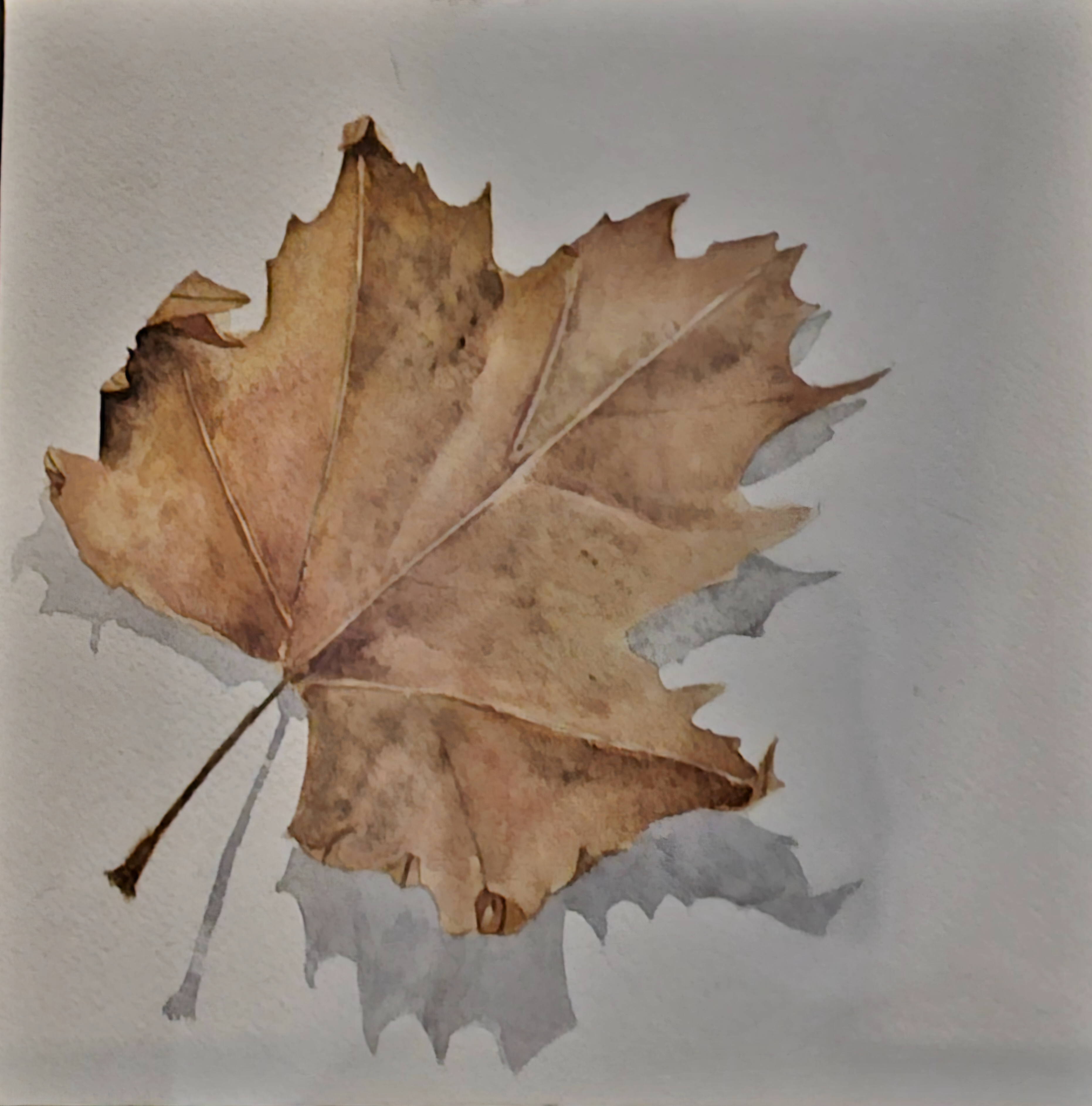 Maple Leaf