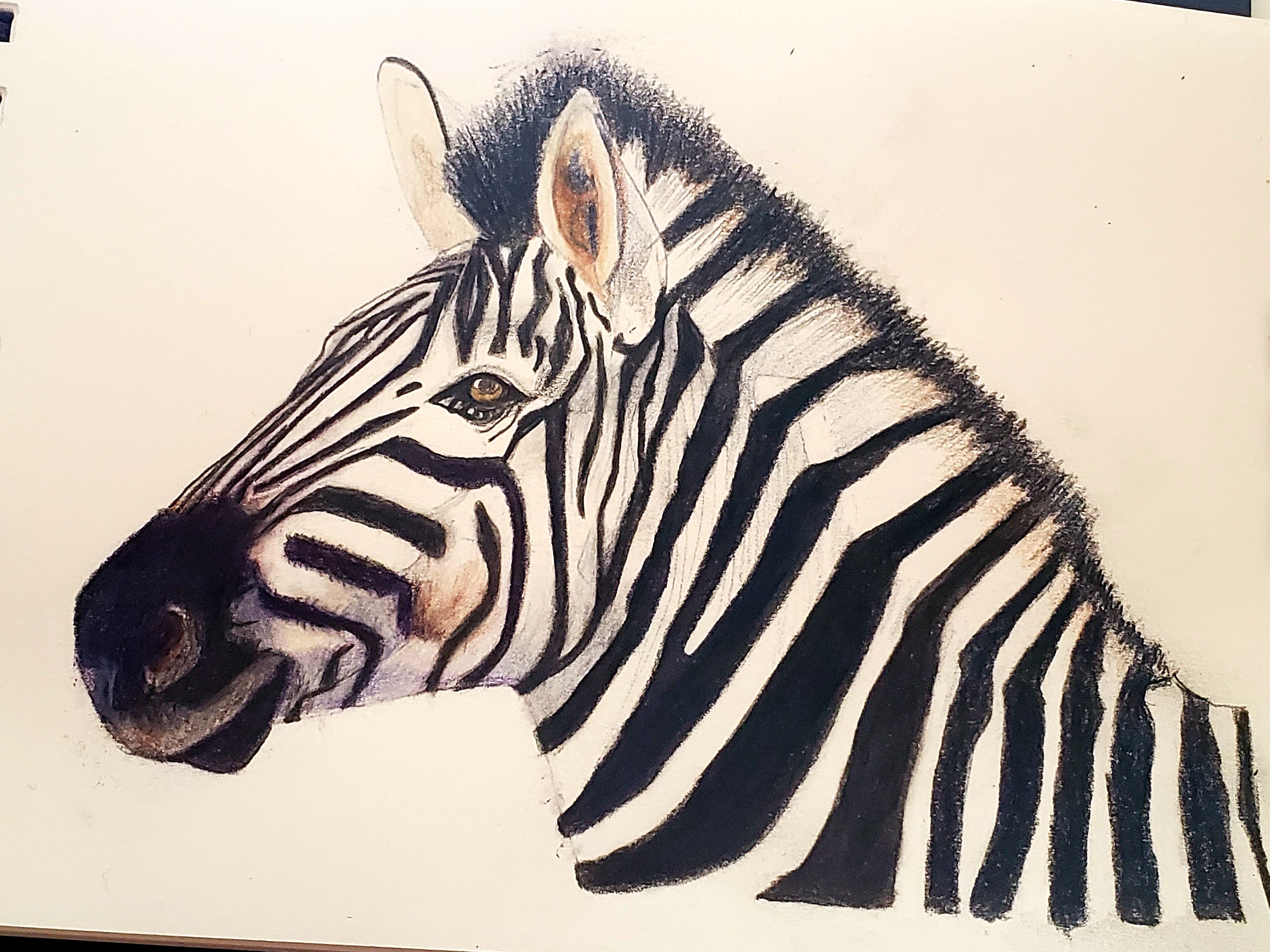 Zebra